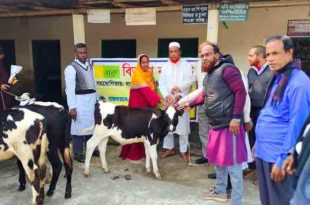 বাছুর দেওয়ার কথা বলে ফটোসেশন করে হাতে খিচুড়ি ধরিয়ে দিল এনজিও