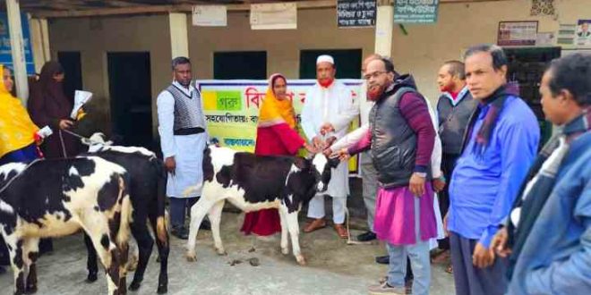 বাছুর দেওয়ার কথা বলে ফটোসেশন করে হাতে খিচুড়ি ধরিয়ে দিল এনজিও