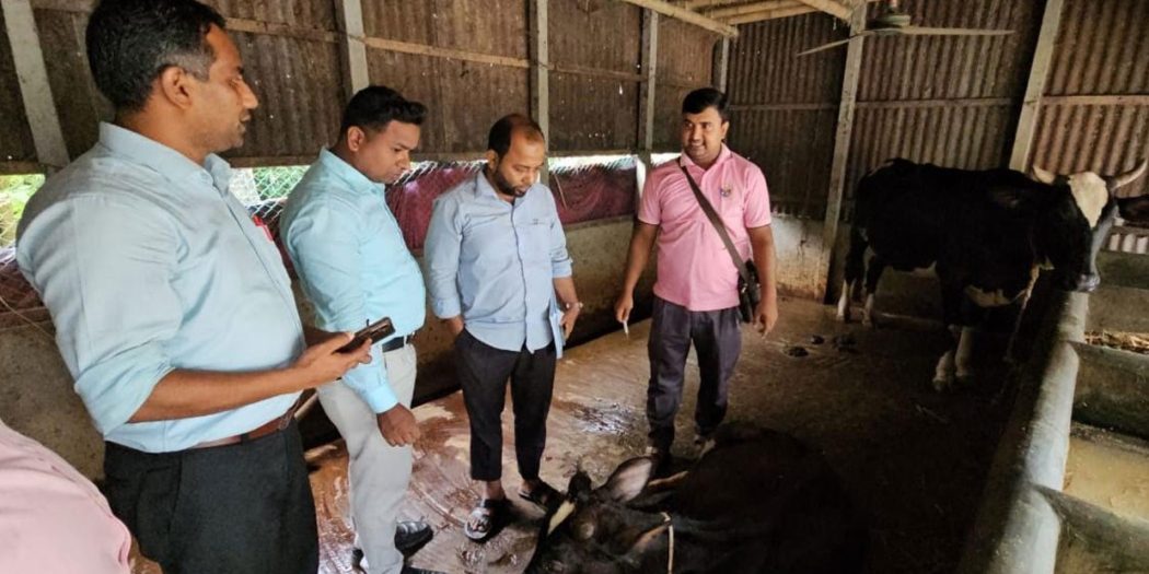 গরুর চর্মরোগে আতঙ্কে খামারিরা