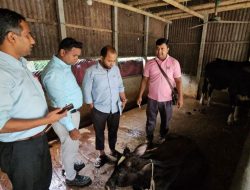 গরুর চর্মরোগে আতঙ্কে খামারিরা