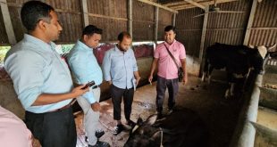 গরুর চর্মরোগে আতঙ্কে খামারিরা
